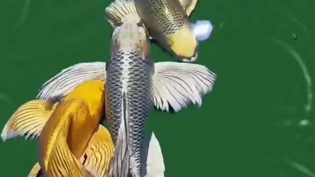 very beautiful fish