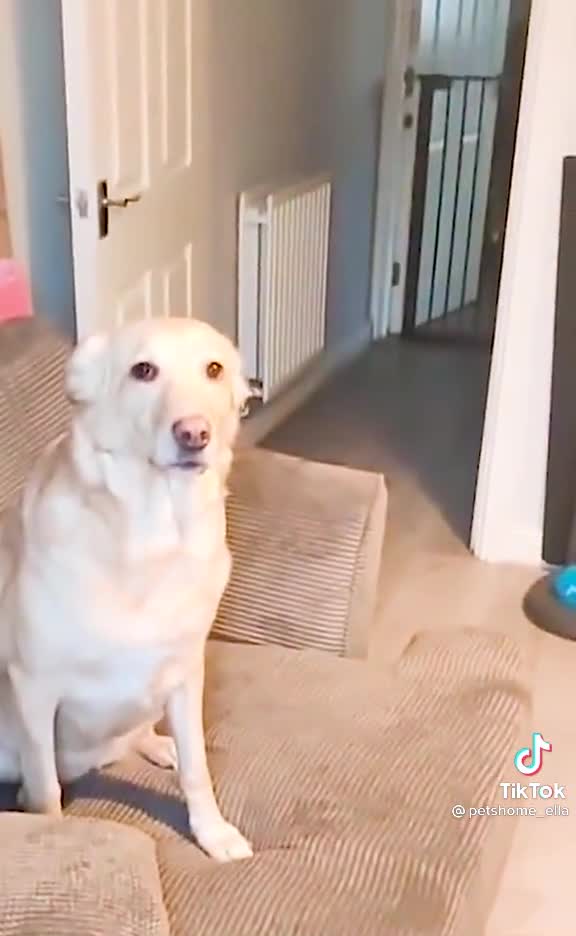 It turns out that dogs are also afraid of cold