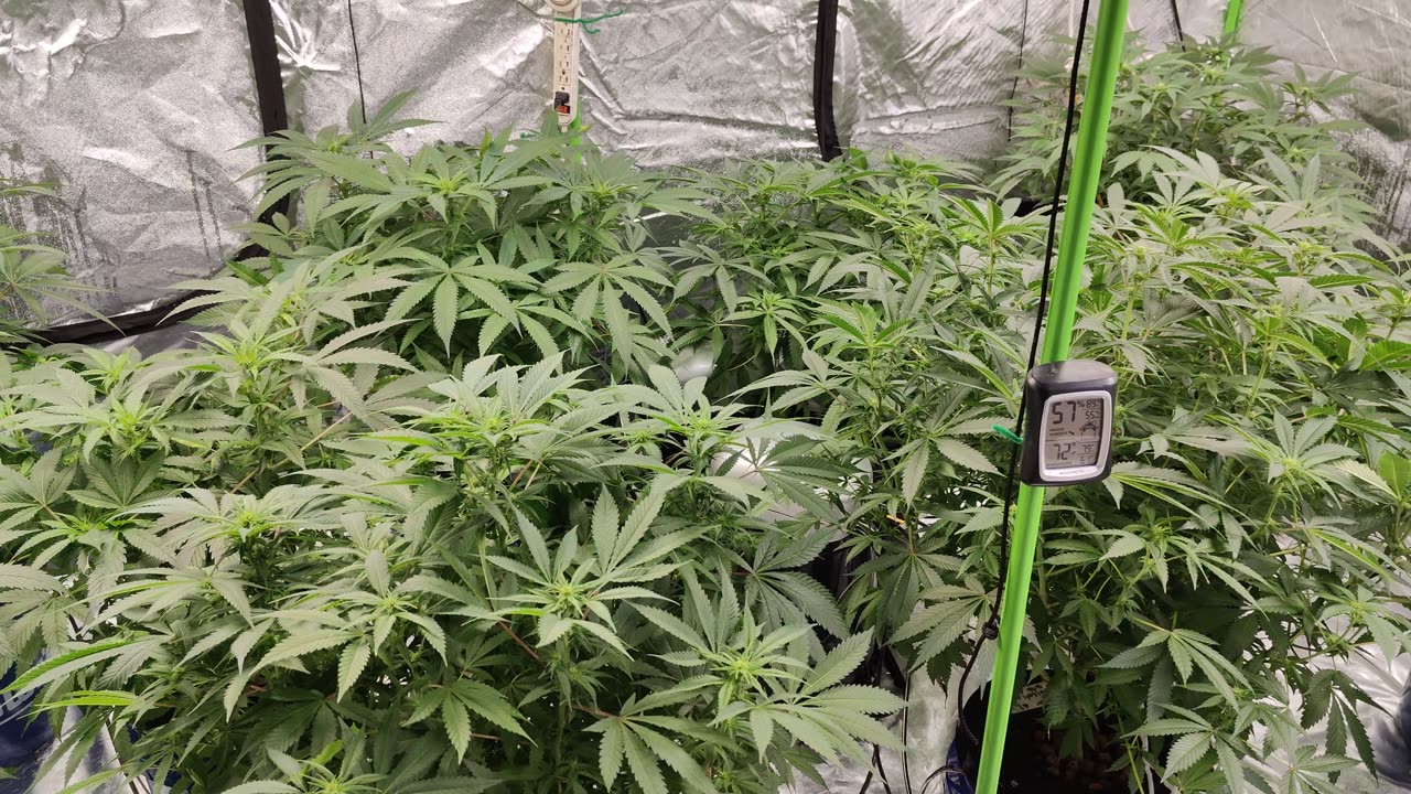 Week 1 Life Saver x Apples and Angels (Clones) Week 2 Wedding Cake