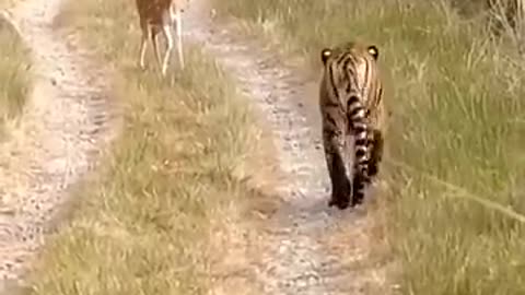 #Tiger Attack #Animal#Deer