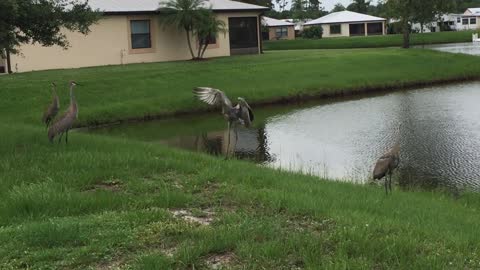 Sandhill Crane Family