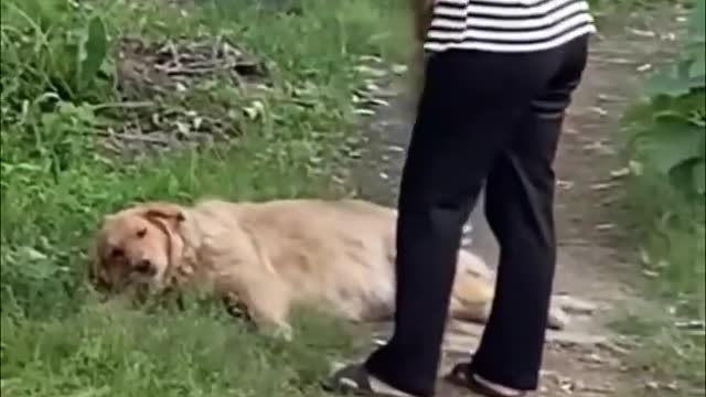 The Funniest Video of Cats and Dogs in 2022: Best Funny Animal Videos