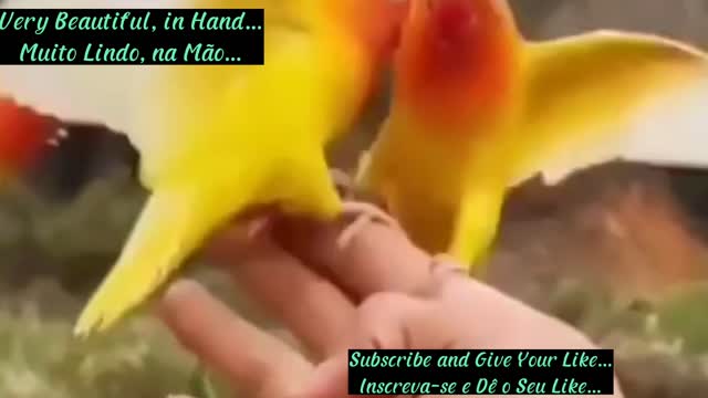 Muito Lindo, na Mão...