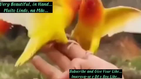 Muito Lindo, na Mão...