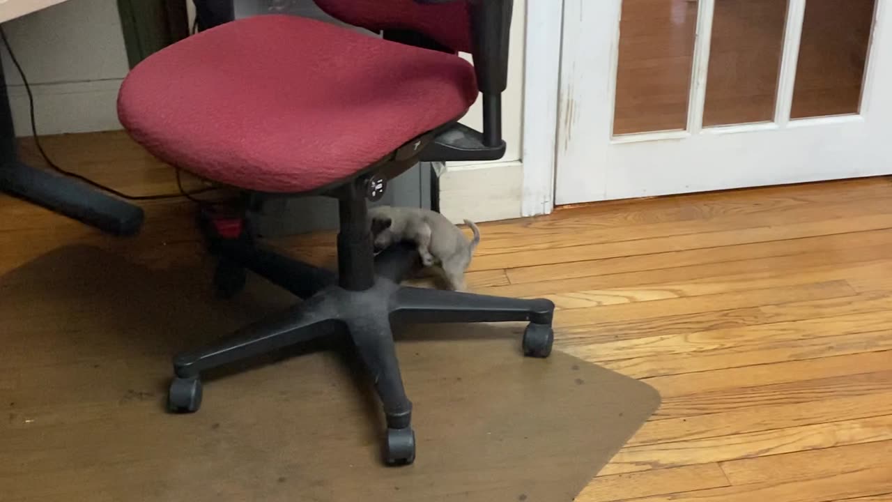 This puppy will run you in circles, literally.
