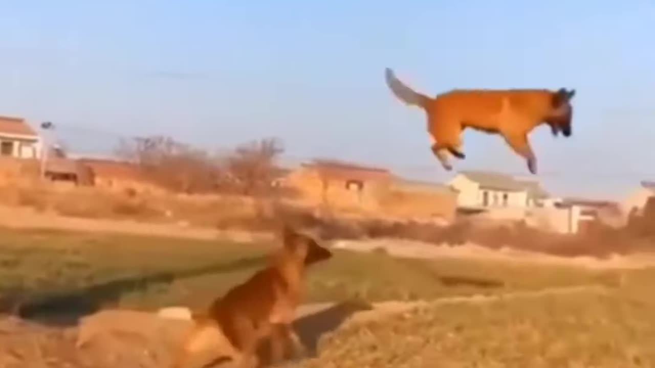 Dog funny jumping shorts video....