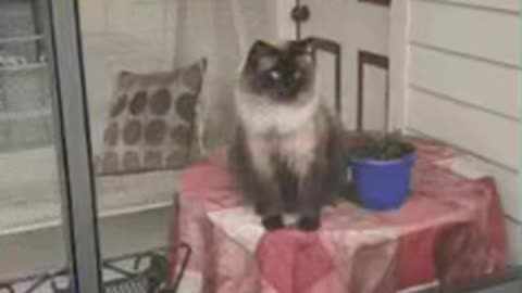 Cute Cat Gif