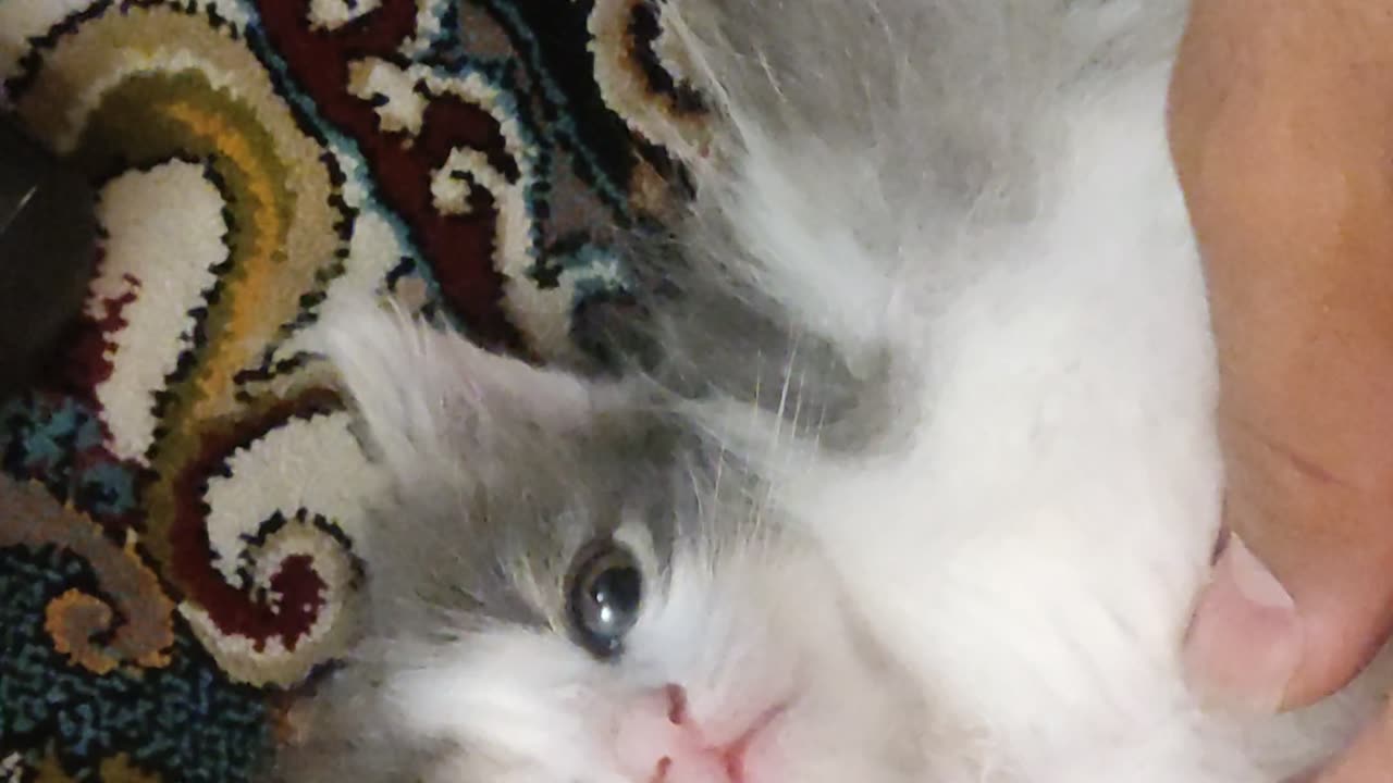 This is my cat Katie, I hope your ears are not hurt🤣