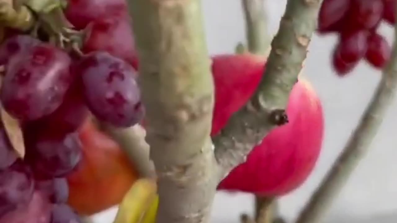 Grafting fruit tree