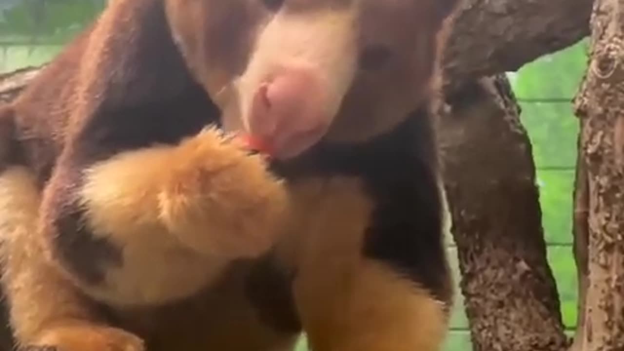 Tree-kangaroo | Who needs table manners when you are this cute?