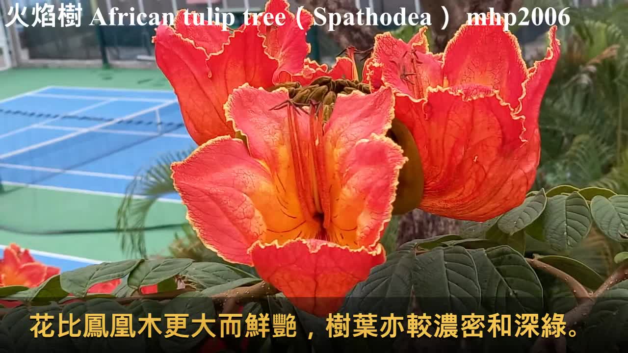 火焰樹 African tulip tree（Spathodea）mhp2006 #火焰樹 #火焰木 #Spathodea