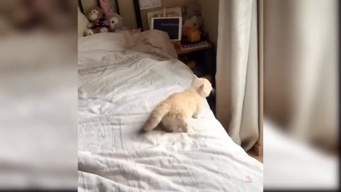 Funny cats