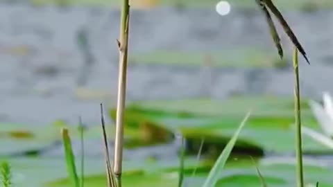 Goofy Frog