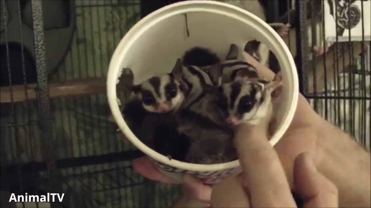 SUGAR GLIDERS Flying - Funny & Cute Compilation