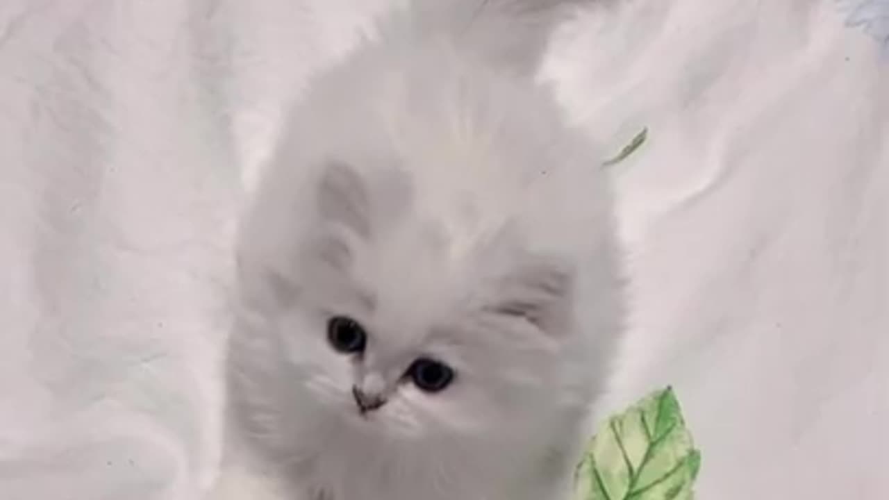 Aww cute cats tutorial & Meowing Mewo Kittens & Funny Meow cat
