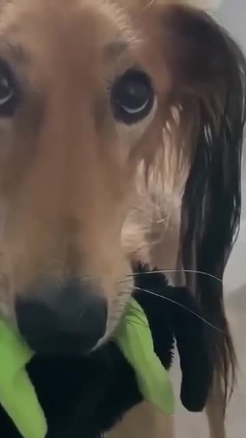 Saluki - smartest non shedding dogs