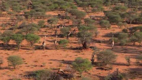 Animal World 4K - Scenic Wildlife Film With Calming Music