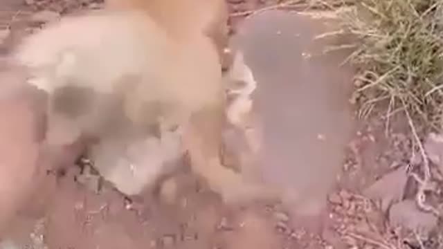 Funny animal