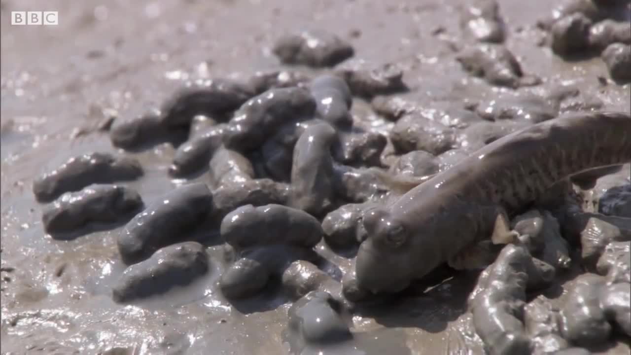 Mudskippers: The Fish That Walk on Land | Life | BBC Earth