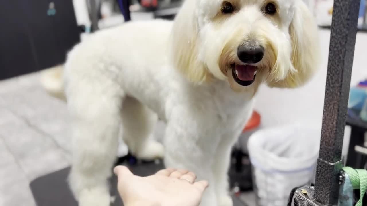 Gorgeous Dogs with their Favorite Groomers | Dog Grooming