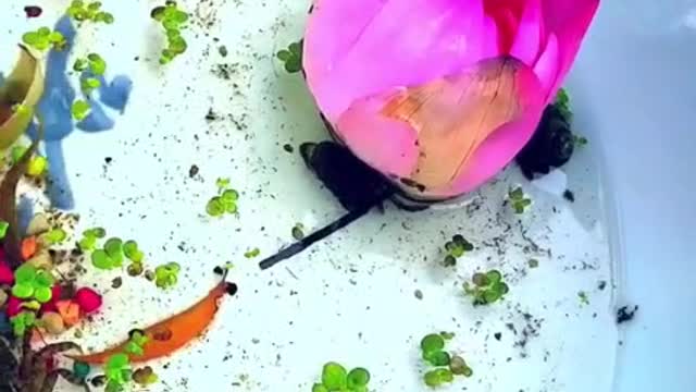 A small crab in a fishbowl