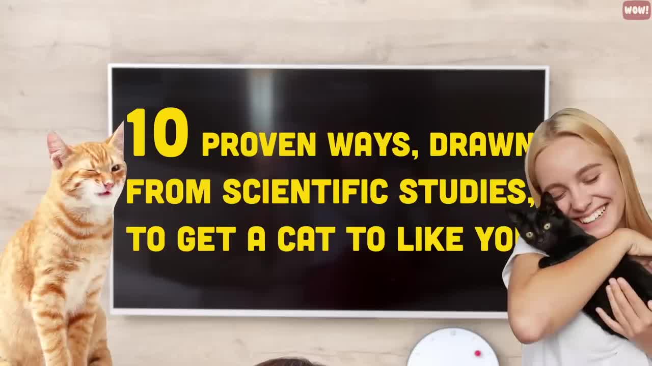 10 Scientific Ways to Get a Cat to Like You