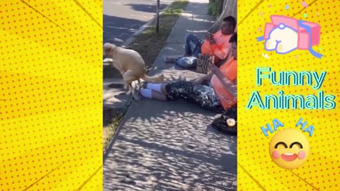 The End 🤣 Funny Video | Try Not To Laugh