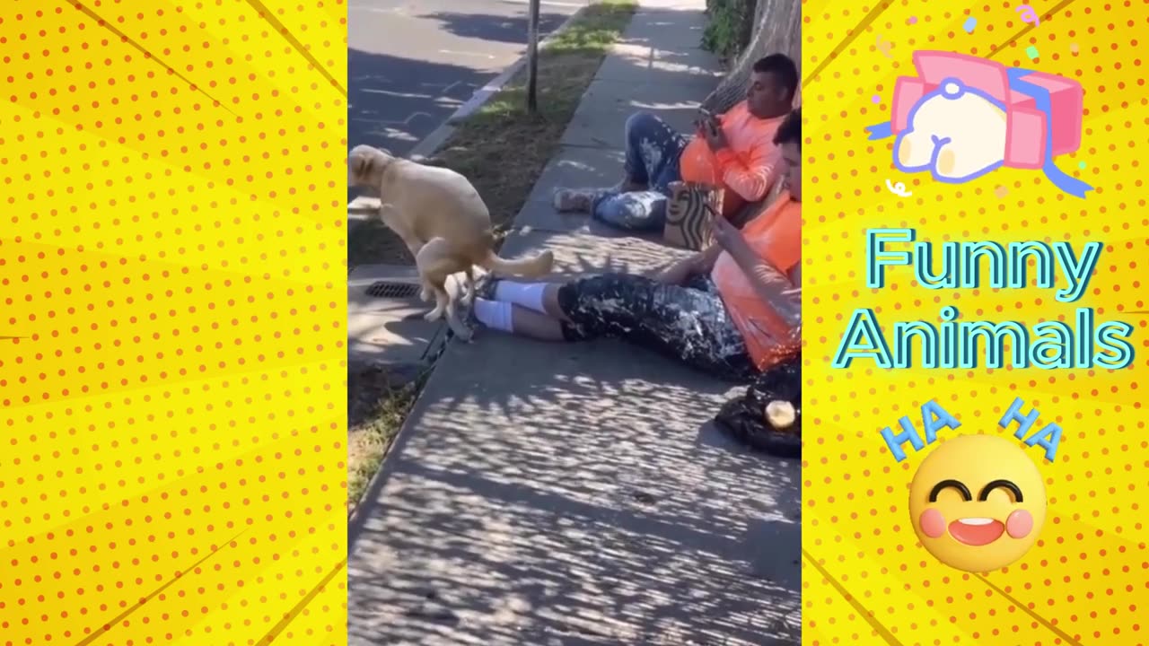 The End 🤣 Funny Video | Try Not To Laugh