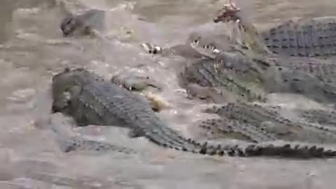 Great Migration River Crossing Masai Mara, Kenya - Zebras & Wildebeests @LowisandLeakey Safaris