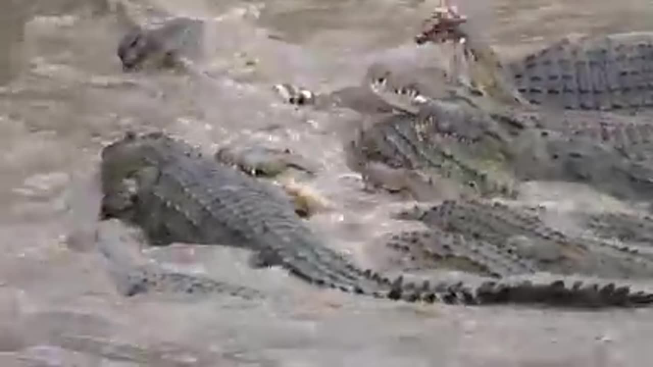 Great Migration River Crossing Masai Mara, Kenya - Zebras & Wildebeests @LowisandLeakey Safaris