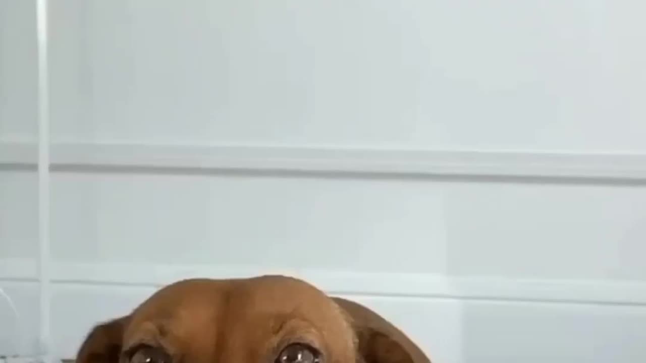 Very funny dog memes in Girl booty