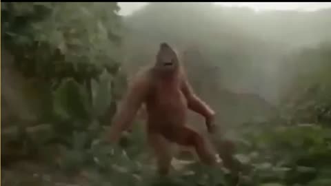 MONKEY DANCING VIDEO