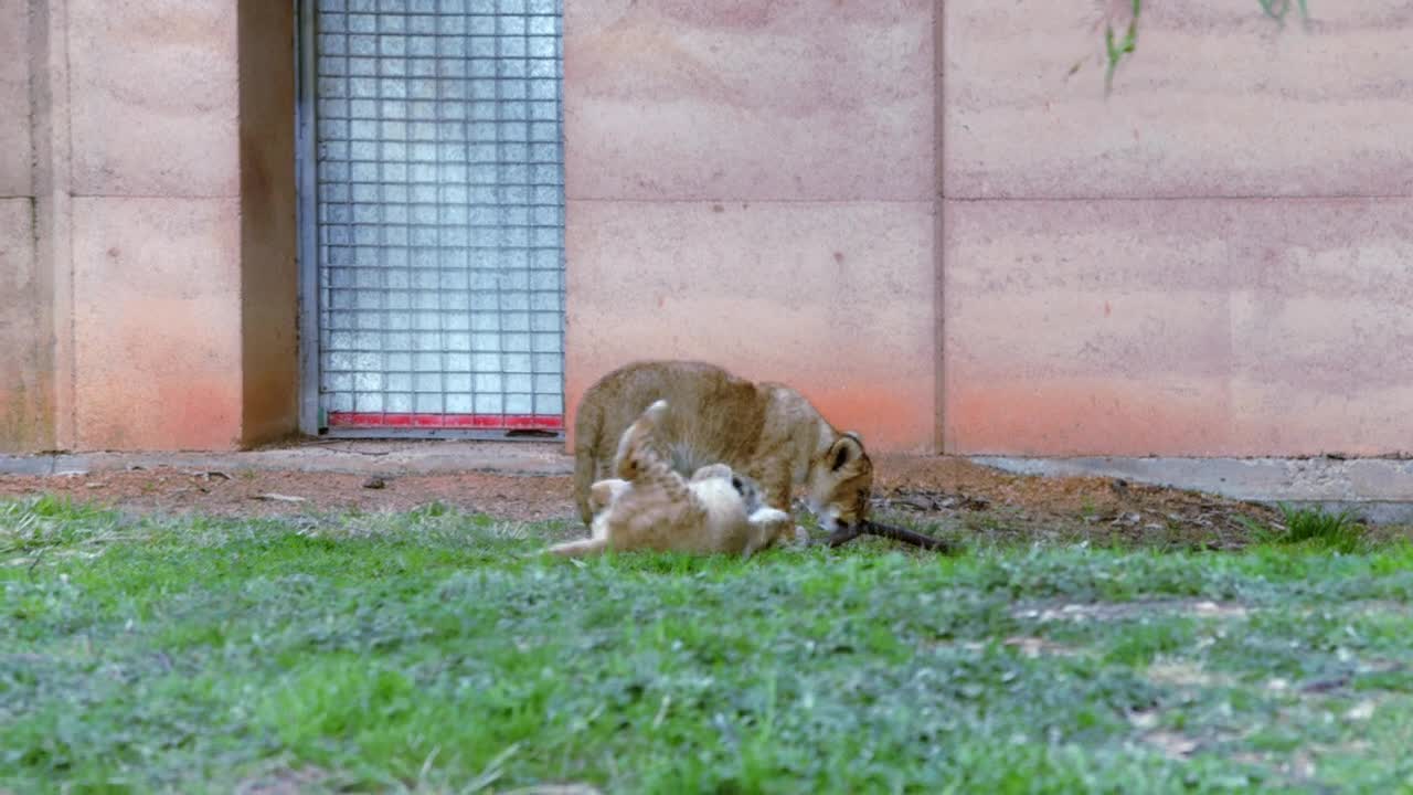 Taronga Western Plains Zoo, Lions and Cubs - 4K.