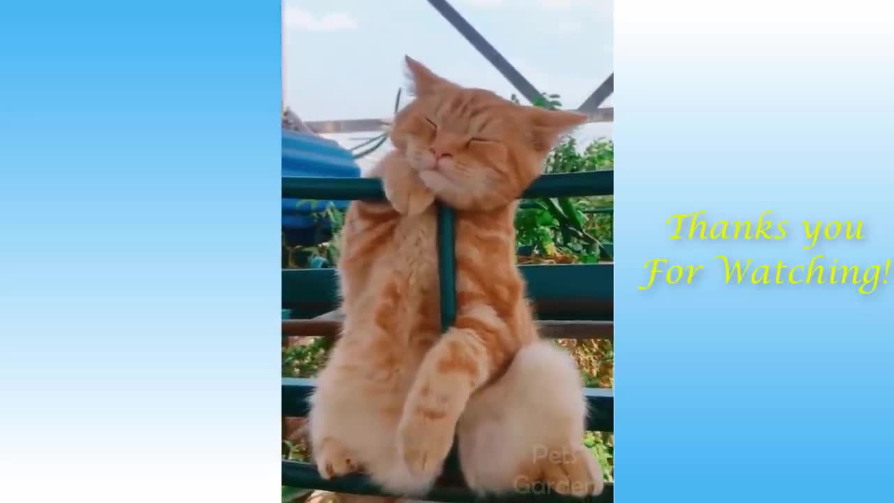 Funny and Cute Cat's Life 👯😺 Cats and Owners are the best friends Videos