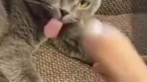 funny lovely cats 🙀