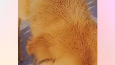 Cute 🐶 dogs ❣️