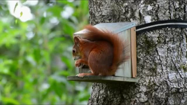 How survive little animals in wild area????