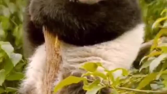 funny panda