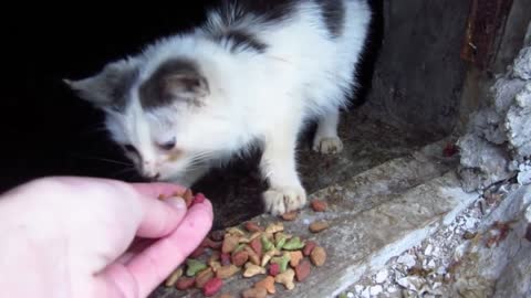 Cats live with the whole family in our basement