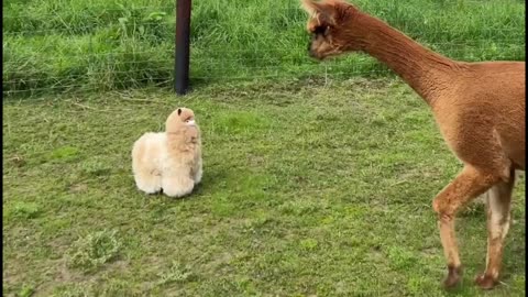 Alpaca and distrust