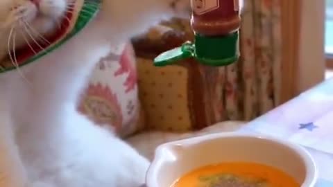Cat cooking omelet