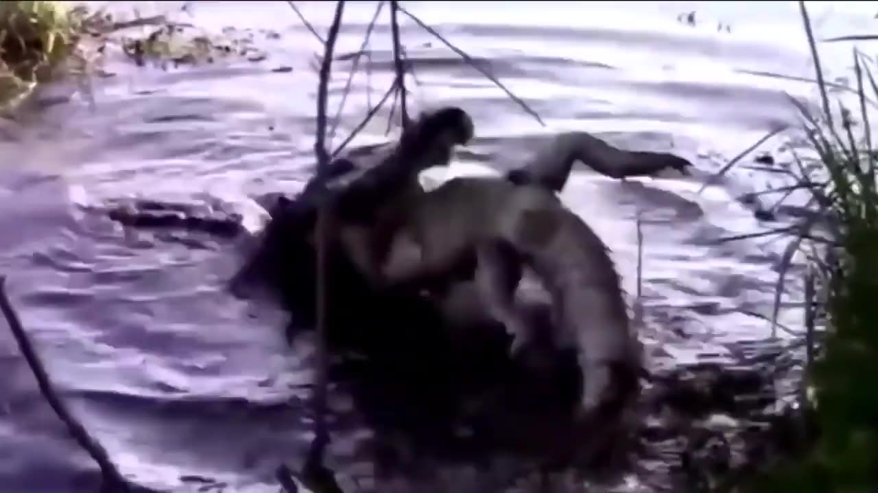 Crocodiles Attack