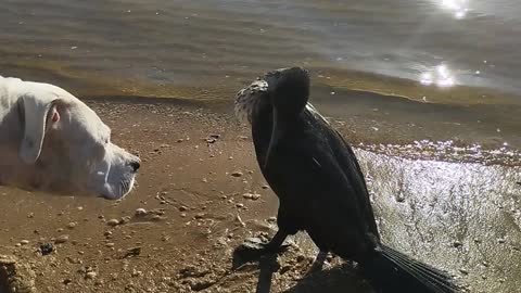 Rescuing and Reviving a Cormorant