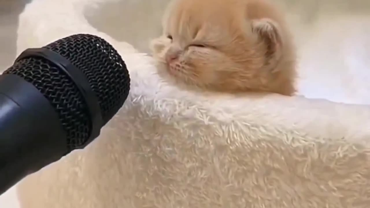 Cat singing