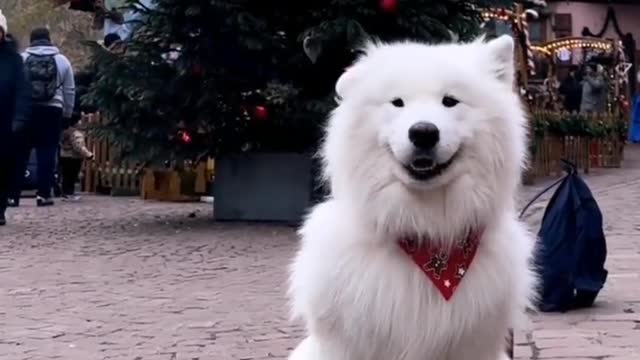 35_# Samoyed the Smiling Angel