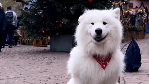 35_# Samoyed the Smiling Angel