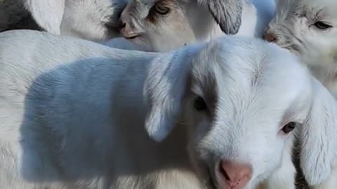 Beutyful white sheep kids