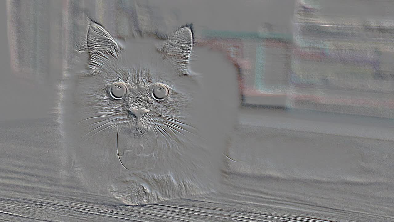Cat 19