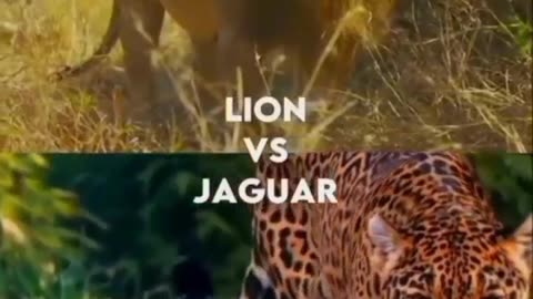 Lion vs Jaguar which will be victorious