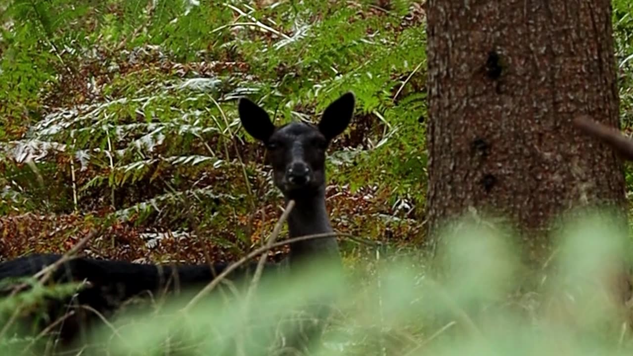 eerie warning bark of the fallow deer in the forest